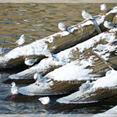 Prague Boats v zimě